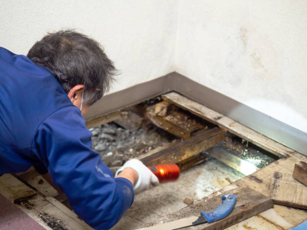 Best Crawl Space Mold Remediation  in Silver Lakes, CA